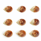 Hedgehog (Single Chocolate)